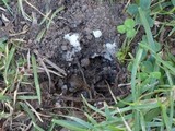 Amanita sect. Vaginatae image