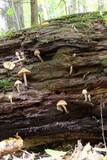 Psathyrella piluliformis image