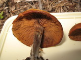 Kuehneromyces lignicola image