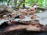 Gymnopus confluens image