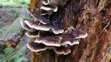 Ischnoderma benzoinum image