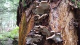 Ischnoderma benzoinum image