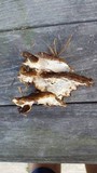 Ischnoderma benzoinum image