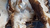 Ischnoderma benzoinum image