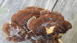 Ischnoderma benzoinum image