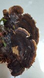 Ischnoderma benzoinum image