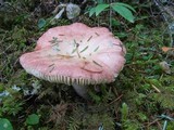 Russula fragilis image