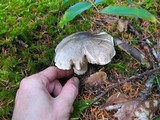 Tricholoma pardinum image