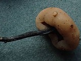 Cudonia circinans image