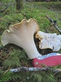 Cantharellus subalbidus image