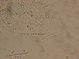 Cudonia circinans image