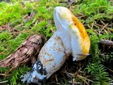 Tricholoma focale image