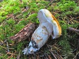 Tricholoma focale image