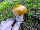 Tricholoma focale image