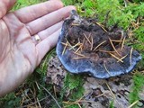 Hydnellum caeruleum image