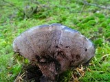 Hydnellum caeruleum image
