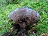 Hydnellum caeruleum image