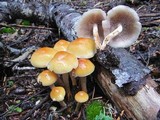 Hypholoma capnoides image