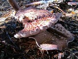 Sarcodon scabrosus image