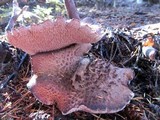 Sarcodon scabrosus image