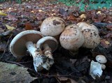 Hebeloma radicosum image
