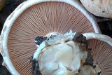 Hebeloma radicosum image