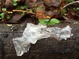Tremella fuciformis image