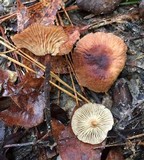 Gymnopus subnudus image
