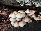 Mycena inclinata image