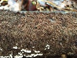 Hydnochaete olivacea image
