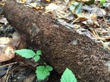 Hydnochaete olivacea image