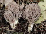 Clavulina cinerea image