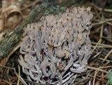 Clavulina cinerea image