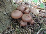 Armillaria solidipes image