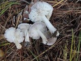 Tricholoma terreum image