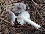Tricholoma terreum image
