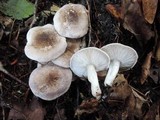 Tricholoma pardinum image