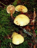 Pholiota alnicola image