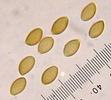 Pholiota alnicola image