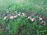 Marasmius oreades image