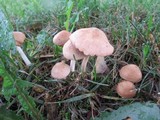 Marasmius oreades image