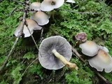 Hypholoma capnoides image