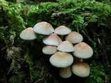Hypholoma capnoides image