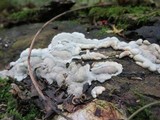 Kretzschmaria deusta image