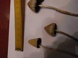 Psilocybe semilanceata image