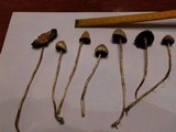 Psilocybe semilanceata image