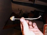 Psilocybe semilanceata image