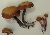 Kuehneromyces lignicola image