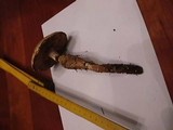 Hebeloma radicosum image