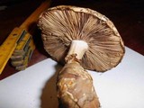 Hebeloma radicosum image
